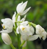 okrotice dlouholistá <i>(Cephalanthera longifolia)</i> / Květ/Květenství