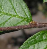 skalník puchýřnatý <i>(Cotoneaster bullatus)</i> / Květ/Květenství