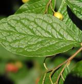 skalník puchýřnatý <i>(Cotoneaster bullatus)</i> / Květ/Květenství