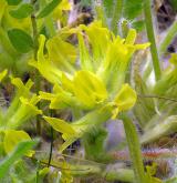 kozinec bezlodyžný <i>(Astragalus exscapus)</i> / Květ/Květenství