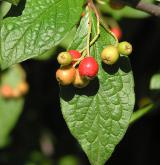 skalník puchýřnatý <i>(Cotoneaster bullatus)</i> / Květ/Květenství
