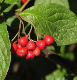 skalník puchýřnatý <i>(Cotoneaster bullatus)</i> / Květ/Květenství