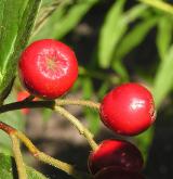 skalník puchýřnatý <i>(Cotoneaster bullatus)</i> / Květ/Květenství