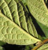 skalník puchýřnatý <i>(Cotoneaster bullatus)</i> / Květ/Květenství