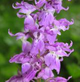vstavač mužský <i>(Orchis mascula)</i> / Květ/Květenství