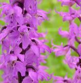 vstavač mužský <i>(Orchis mascula)</i> / Květ/Květenství