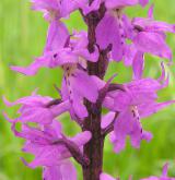 vstavač mužský <i>(Orchis mascula)</i> / Květ/Květenství