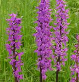 vstavač mužský <i>(Orchis mascula)</i> / Habitus