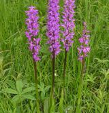 vstavač mužský <i>(Orchis mascula)</i> / Habitus