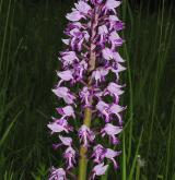 vstavač vojenský <i>(Orchis militaris)</i> / Květ/Květenství