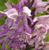 vstavač vojenský <i>(Orchis militaris)</i> / Květ/Květenství