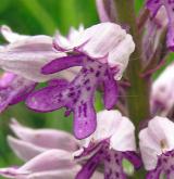 vstavač vojenský <i>(Orchis militaris)</i> / Květ/Květenství