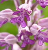 vstavač vojenský <i>(Orchis militaris)</i> / Květ/Květenství