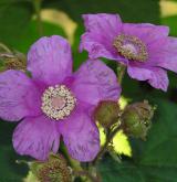 ostružiník vonný <i>(Rubus odoratus)</i> / Květ/Květenství