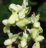 vstavač bledý <i>(Orchis pallens)</i> / Květ/Květenství