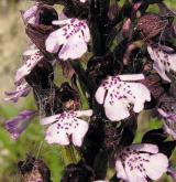 vstavač nachový  <i>(Orchis purpurea)</i> / Květ/Květenství