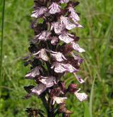 vstavač nachový  <i>(Orchis purpurea)</i> / Květ/Květenství