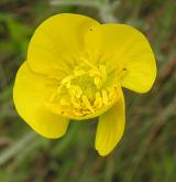 pryskyřník ilyrský <i>(Ranunculus illyricus)</i> / Květ/Květenství