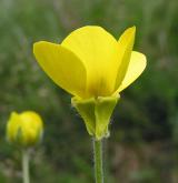pryskyřník ilyrský <i>(Ranunculus illyricus)</i> / Květ/Květenství