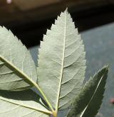 růže sivá <i>(Rosa glauca)</i> / List