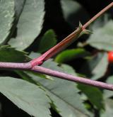 růže sivá <i>(Rosa glauca)</i> / List