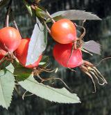 růže sivá <i>(Rosa glauca)</i> / Plod