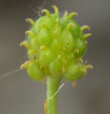 pryskyřník kašubský <i>(Ranunculus cassubicus)</i> / Plod