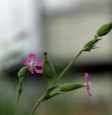 silenka kuželovitá <i>(Silene conica)</i> / Květ/Květenství