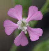 silenka kuželovitá <i>(Silene conica)</i>