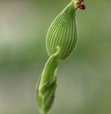 silenka kuželovitá <i>(Silene conica)</i> / Plod