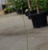 česnek  <i>(Allium roseum)</i> / Habitus