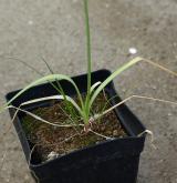 česnek  <i>(Allium roseum)</i> / List