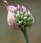 česnek kulovitý <i>(Allium rotundum)</i> / Květ/Květenství