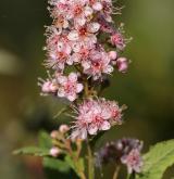 tavolník vrbolistý <i>(Spiraea salicifolia)</i> / Květ/Květenství