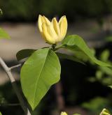 šácholan přišpičatělý <i>(Magnolia acuminata)</i> / Květ/Květenství