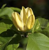 šácholan přišpičatělý <i>(Magnolia acuminata)</i> / Květ/Květenství