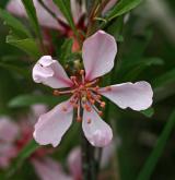 mandloň nízká <i>(Prunus tenella)</i> / Květ/Květenství