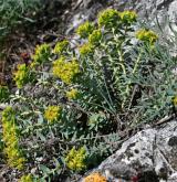 pryšec sivý <i>(Euphorbia seguieriana)</i> / Habitus