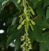 javor klen <i>(Acer pseudoplatanus)</i> / Květ/Květenství