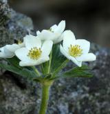 sasanka narcisokvětá <i>(Anemone narcissiflora)</i> / Květ/Květenství