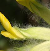 kozinec bezlodyžný <i>(Astragalus exscapus)</i>