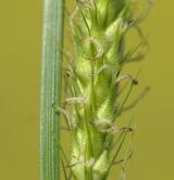 ostřice srstnatá <i>(Carex hirta)</i> / Květ/Květenství