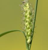 ostřice srstnatá <i>(Carex hirta)</i> / Květ/Květenství