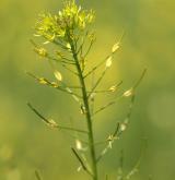 úhorník mnohodílný <i>(Descurainia sophia)</i> / Květ/Květenství