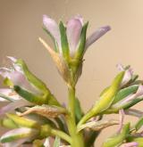 židoviník německý <i>(Myricaria germanica)</i> / Květ/Květenství