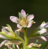 židoviník německý <i>(Myricaria germanica)</i> / Květ/Květenství