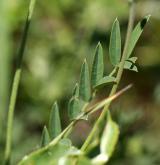 vičenec ligrus <i>(Onobrychis viciifolia)</i>