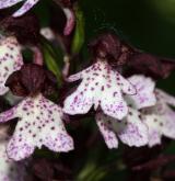 vstavač nachový  <i>(Orchis purpurea)</i> / Květ/Květenství