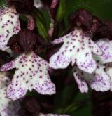 vstavač nachový  <i>(Orchis purpurea)</i> / Květ/Květenství