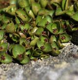 vrba bylinná <i>(Salix herbacea)</i> / Detail porostu